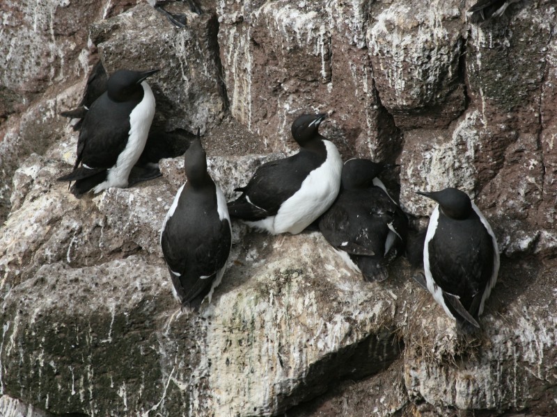 Murres