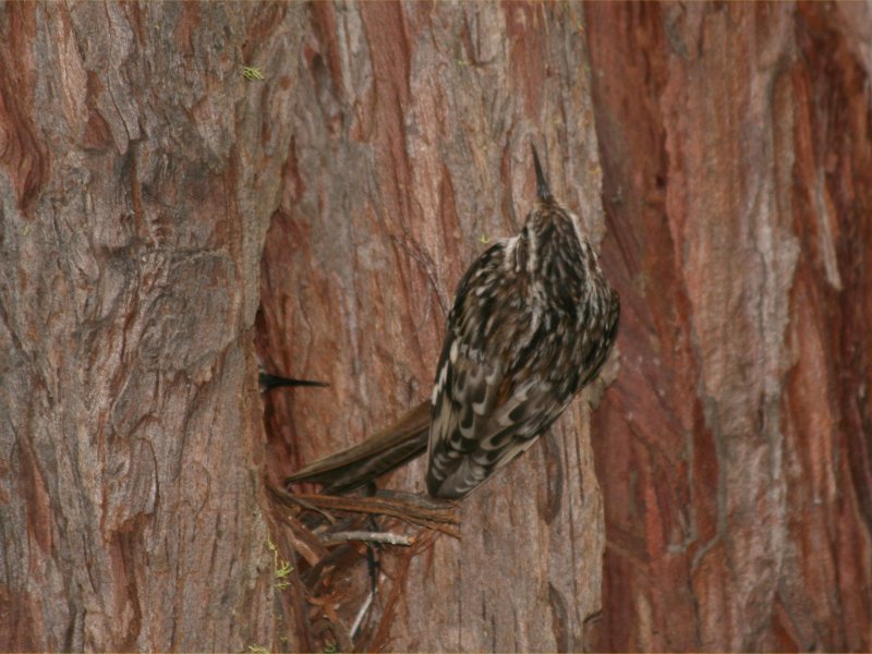 Brown Creeper Nest