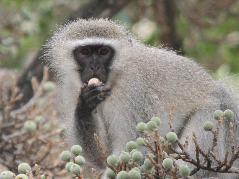 vervet monkey toy