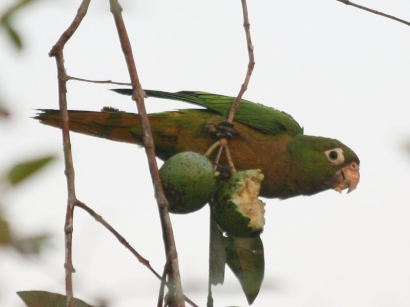 Aztec Parakeet